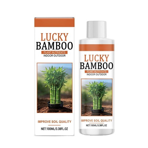 100ml lucky bamboo plant - lucky,