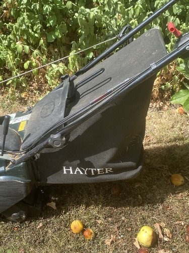 Hayter harrier - hayter,