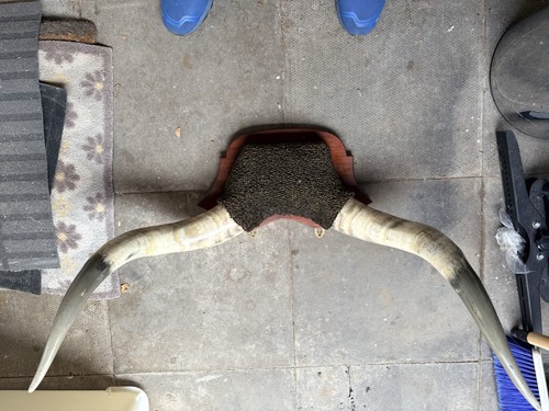 Bull horns - bull,