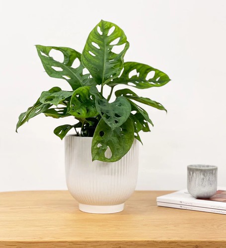 Monstera adansonii monkey - monstera, ‘monkey