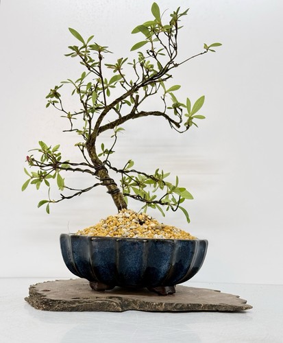 Way life bonsai - of,