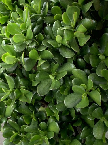 Jade money plant - 4x,