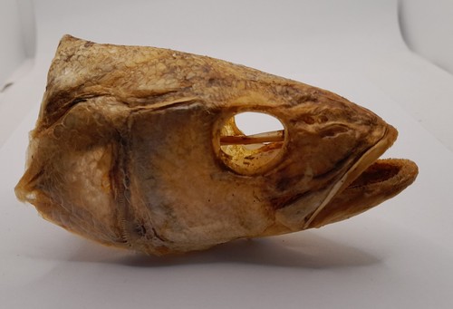 Taxidermy sea bass head - taxidermy,