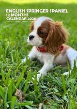 English Springer Spaniel 2026 Calendars (A3)