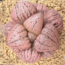 Haworthia picta ‘strawberry