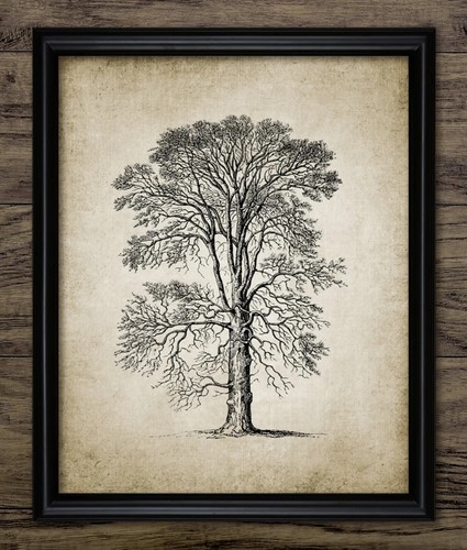 Tree print vintage botanical - tree,