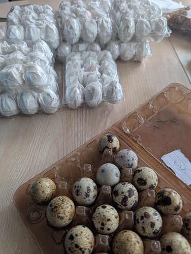 Gourmet quail eggs pack of - quail,