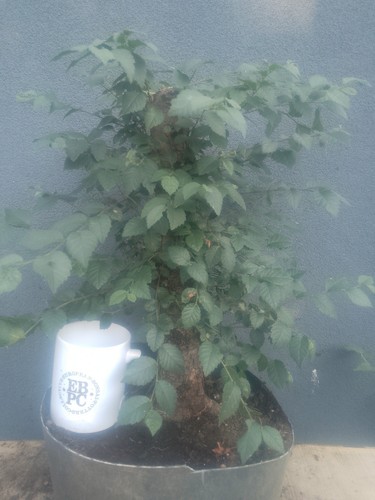 Elm bonsai tree yamadori raw - yamadori,