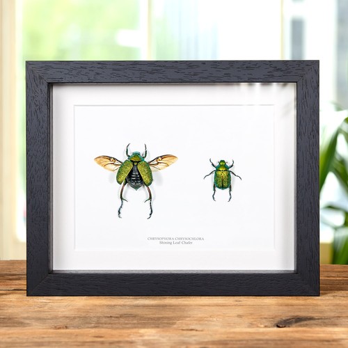 Taxidermy shining leaf chafer - taxidermy,