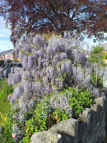 Wisteria sinensis chinese - sinensis,,