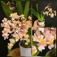 Mini Oncidium - Twinkle Pink