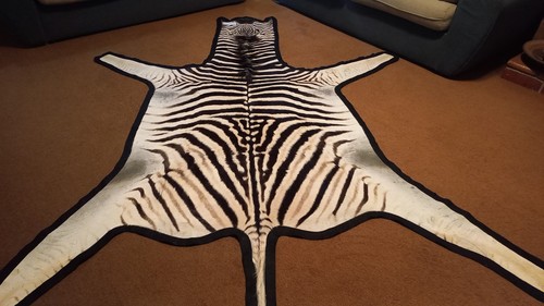 Zebra hide skin - /, a