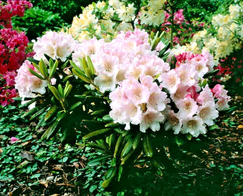 Rhododendron cunningham - rhododendron, cunningham's