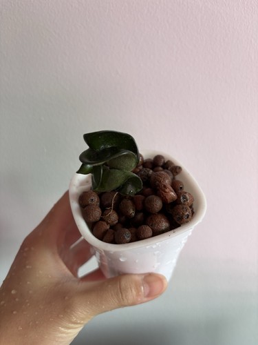 Hoya carnosa compacta