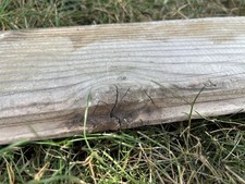 54cm LONG FLAT DRIFTWOOD