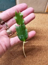 White Christmas Cactus