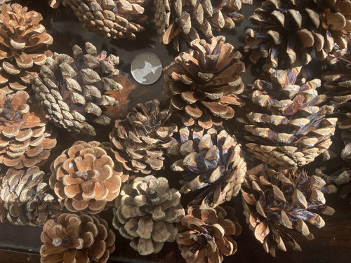 Pine cones - x,