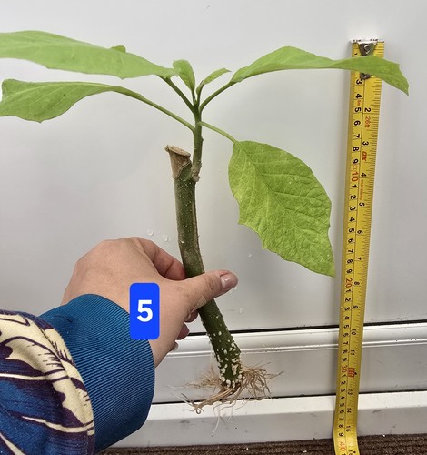 Brugmansia single rooted - brugmansia,