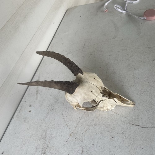 Juvenile ibex skull and horns - juvenile,