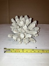 RB12 Dead Coral Reef