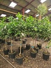 5-6ft Citrus X Latifolia Tahiti Lime  Trees Premium Quality! Personal Delivery!