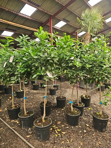 6ft citrus latifolia - 5-6ft,