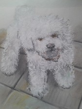  Bichon Frieze dog pastel