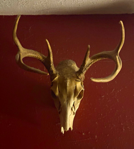 Deer skull antlers wall - w/,