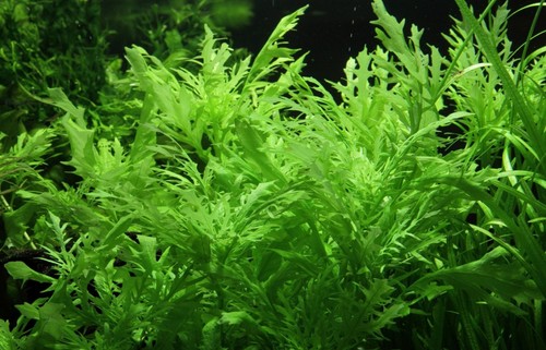 Live aquarium plant hygrophila - plant,