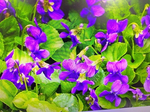 Wild violet seed top - seed, 75
