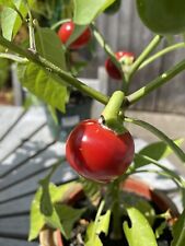 Cherry Bomb Chilli Seeds X 20