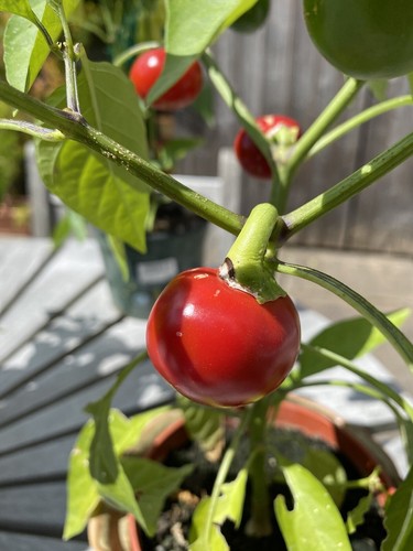 Cherry bomb chilli seeds - cherry, x