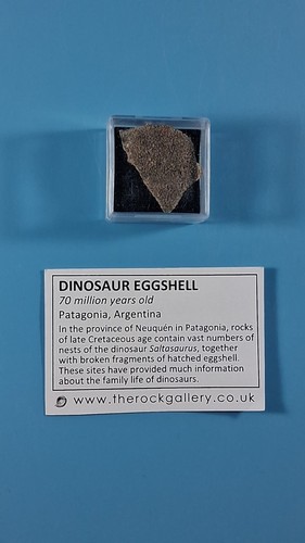 Fossil dinosaur egg shell - egg,