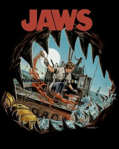 Fridge magnet jaws - great, white