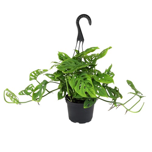 Swiss cheese plant monstera - swiss,