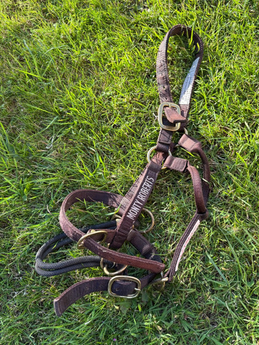 Monty roberts medium - monty,