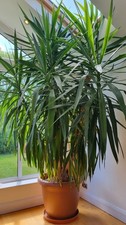 Giant huge mature yucca - mature,