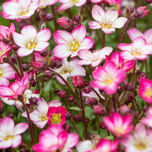 Saxifraga arendsii alpino - saxifraga, x