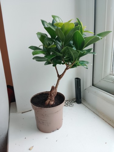 Ficus ginseng live - ginseng,