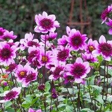 4 x Dahlia  Blue Bayou Bulbs -