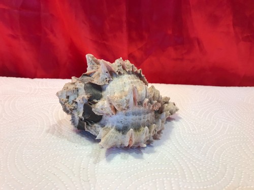 Regal murex sea - murex,