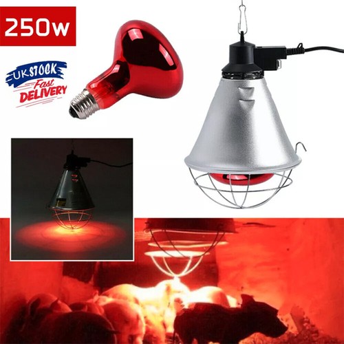 Infrared heat lamp poultry - infrared,