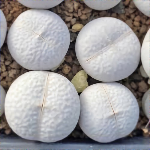 10x dinteranthus pole evansii - pole,