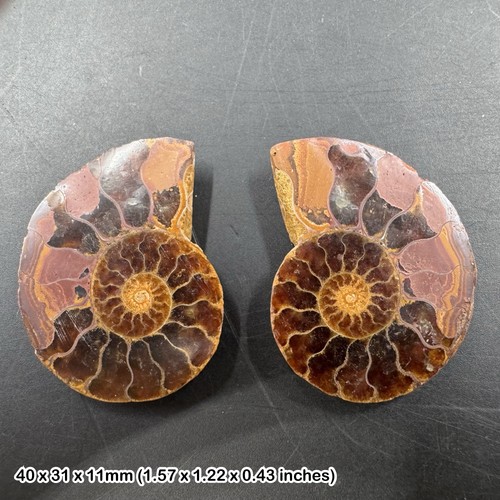 Cut polished ammonite fossil - ammonite,