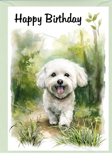 Bichon frise dog - frise, card