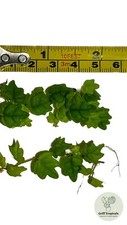 x2 5cm Ficus Quercifolia - Oak Leaf Creeping Fig Terrarium Vine Climber Plant