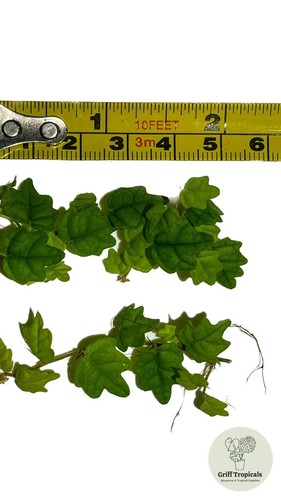 5cm ficus quercifolia oak - ficus,