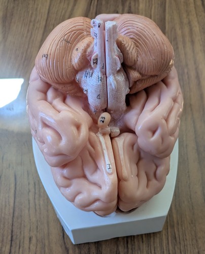 Vintage anatomy model a - vintage+3b,
