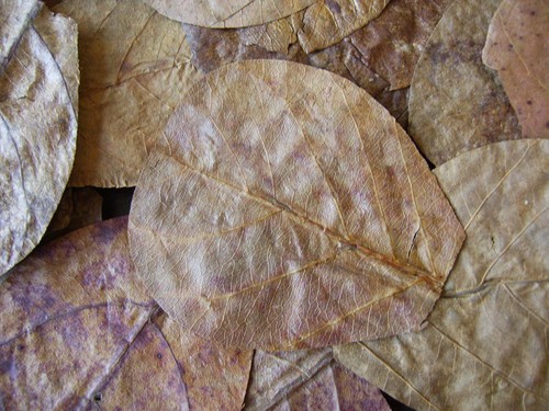 Nano indian almond - 50,