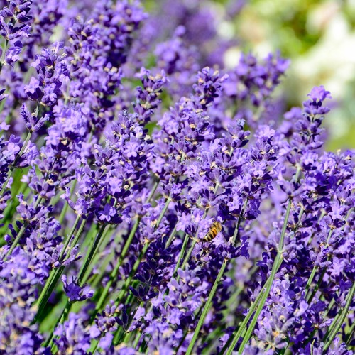 English lavender lavandula - -,